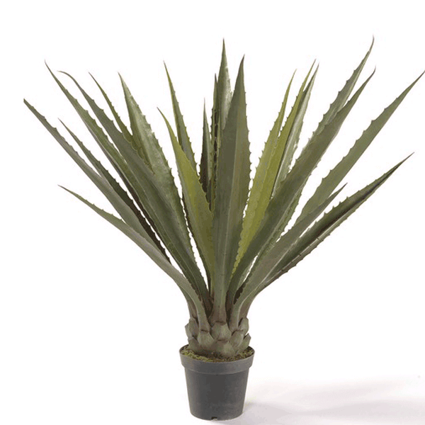 Planta Agave Ancha