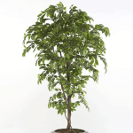 Árbol Ficus Premium