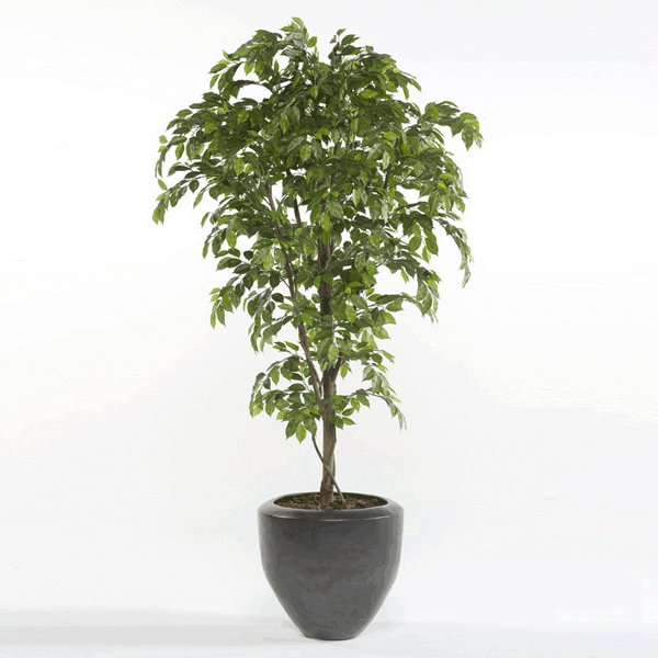 Árbol Ficus Premium