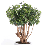 Árbol Ficus Botanic