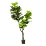 Árbol Ficus Lyrata