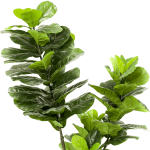 Árbol Ficus Lyrata