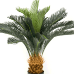 Árbol Palmera Cyca