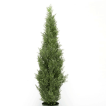 Árbol Arizónica, Ciprés