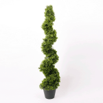 Árbol Buxus