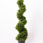 Árbol Buxus