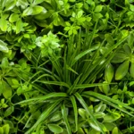 planta vertical artificial
