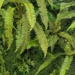planta vertical artificial